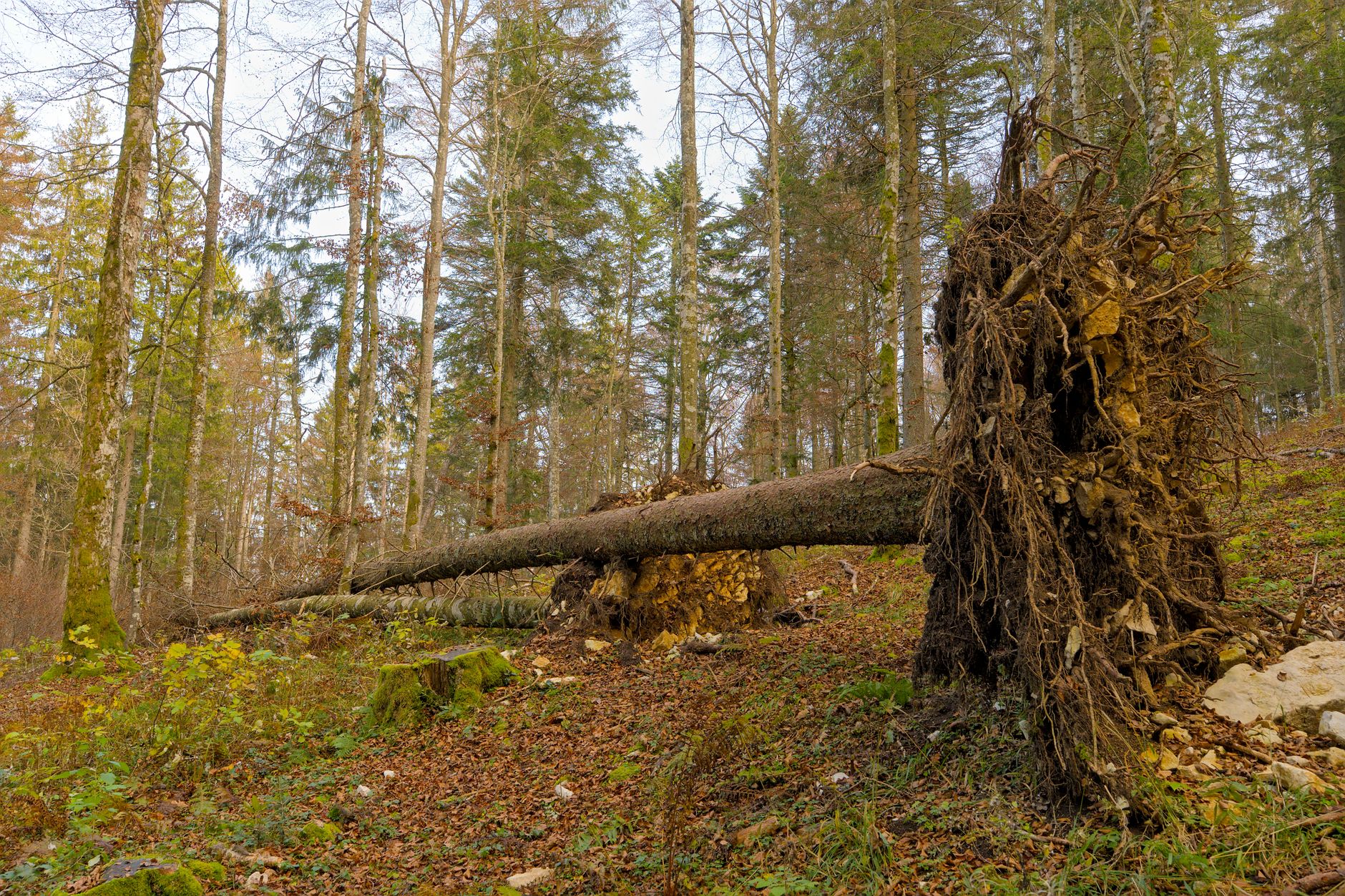 Enlèvement arbre urgence équipe à Annemasse